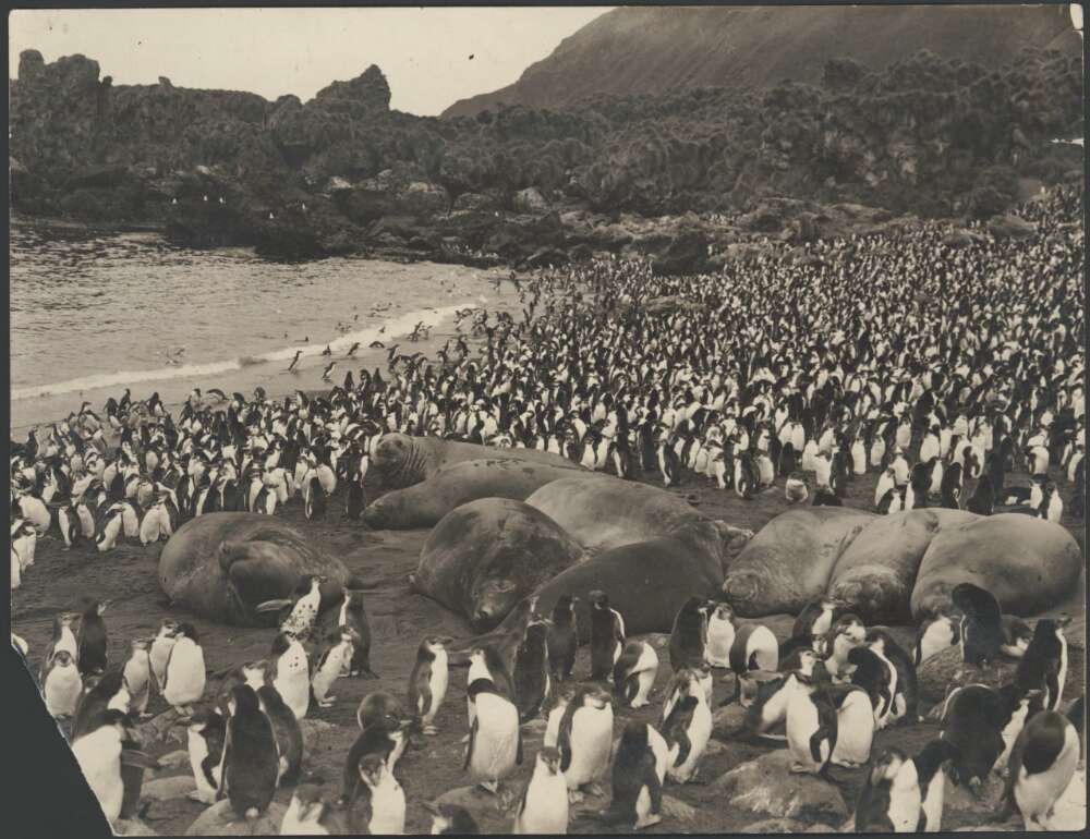 Penguins Elephant Seals Macquarie Island Hurley – Tamar Valley Tales