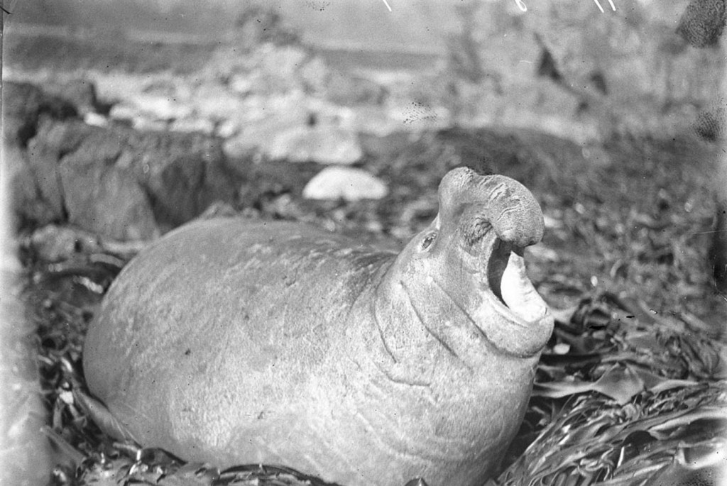 Photo shows a large adult male elephant seal with it's mouth open. The elephant seal is laying on kelp on the rocky shore of Macquarie Island.