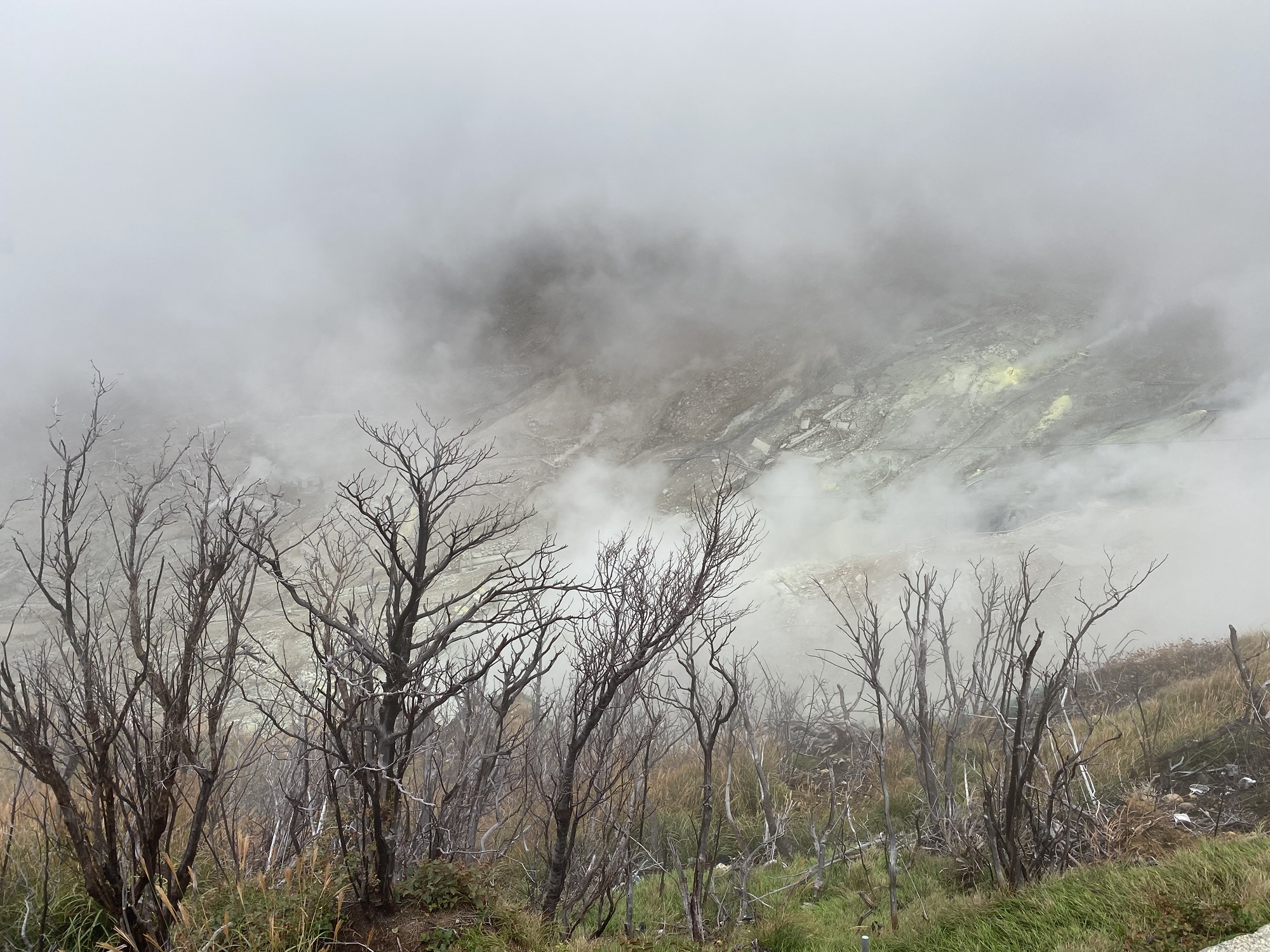 Misty Tasmanian landscape with bare trees and low cloud, used as a feature image for a Tasmanian ghost stories collection.